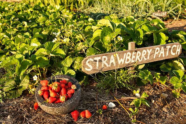 Strawberries in field