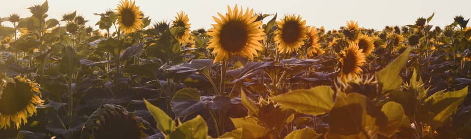 Photo of sunflowers in a field