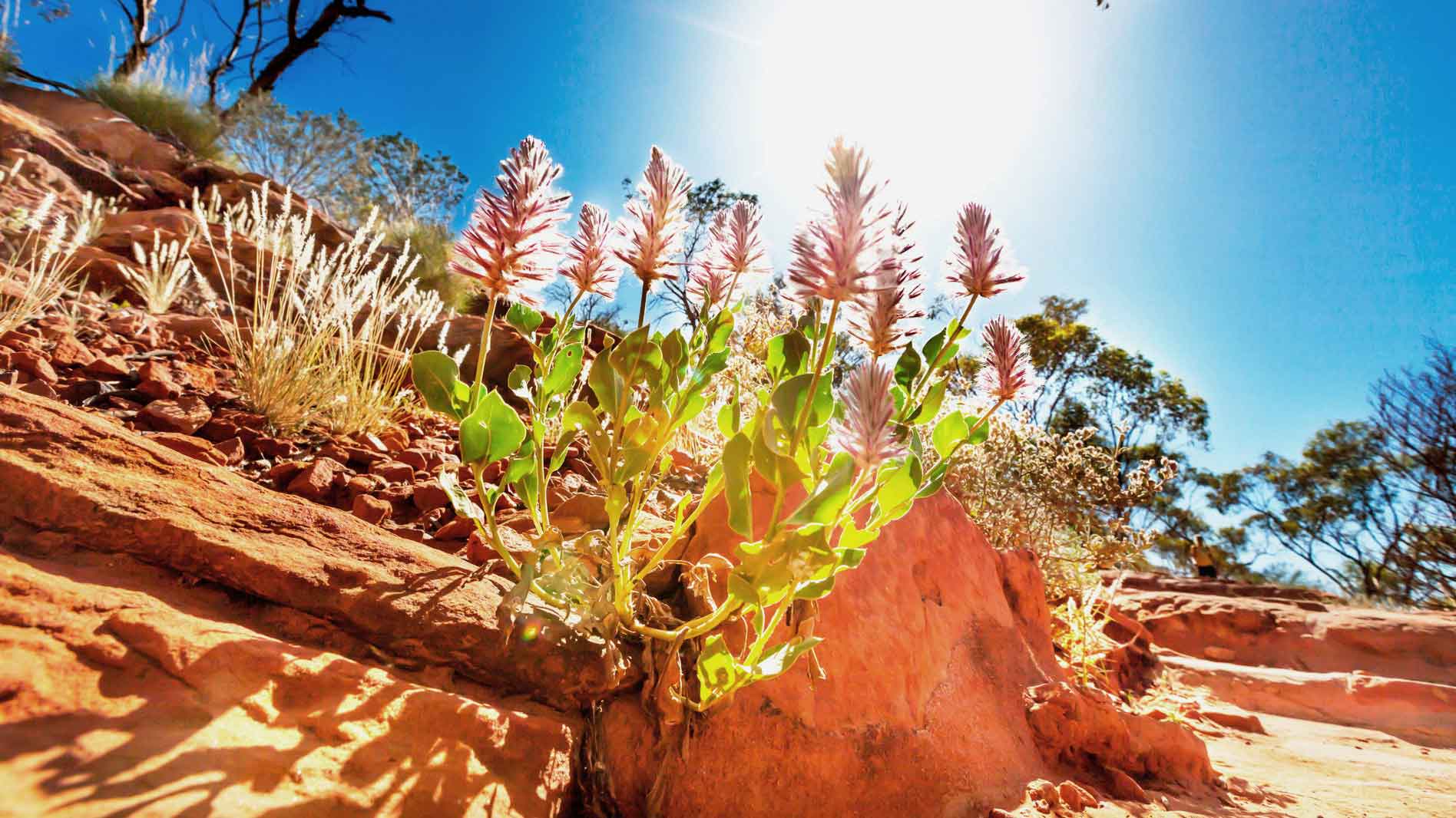 Native Australian Ingredients